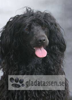 My dog...