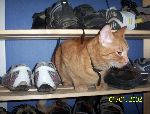 min katt gustaf