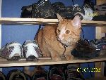 Min katt Gustaf tittar åt annat håll