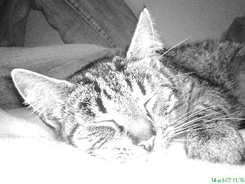 Kattarina^^