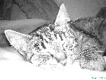 Kattarina^^