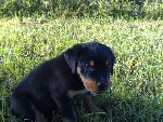 Ozzy! vår lilla baby :) han var 8veckor där.. saknar lill gose grisen :)