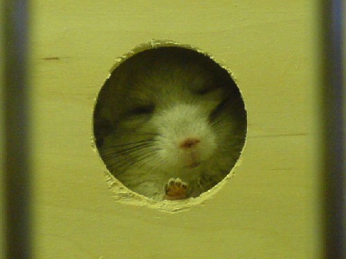 chichilla på djuraffären