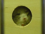chichilla på djuraffären