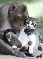 Animal is friendly
