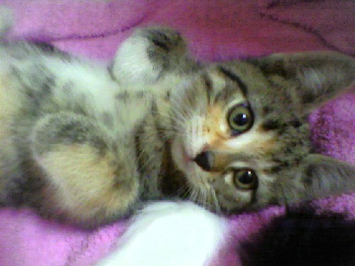 Min Kisse ---> Roxie...!!