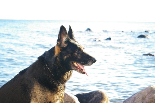hunden
