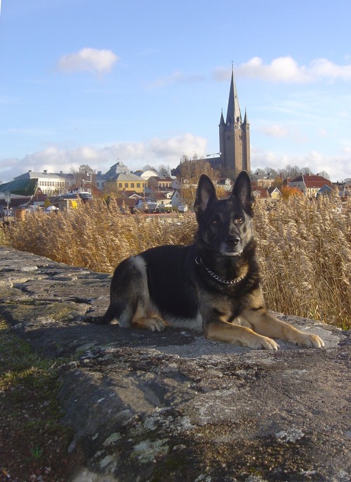 Farsans hund i mariestad, syrran har tagit kortet