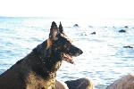 hunden