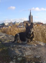 Farsans hund i mariestad, syrran har tagit kortet