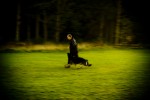 Hunden igen