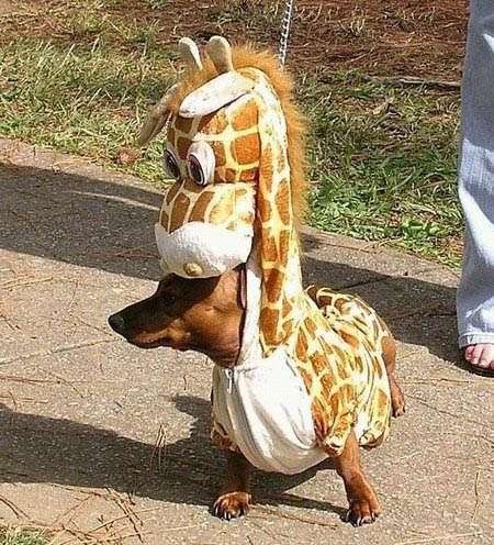 hund i dräkt 2
