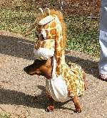 hund i dräkt 2