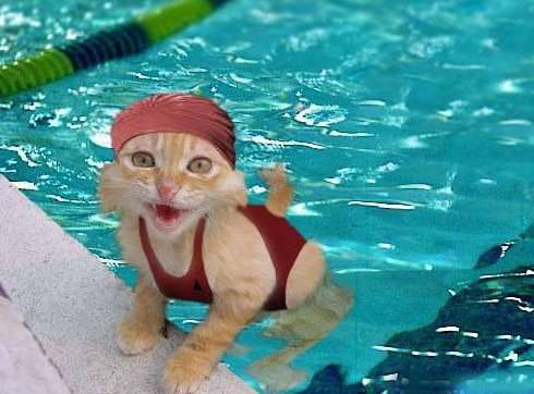 denhär katten gillar visst att bada....