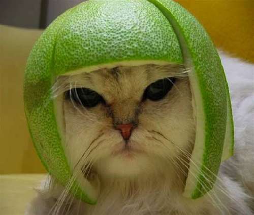 jag är militär-katt!