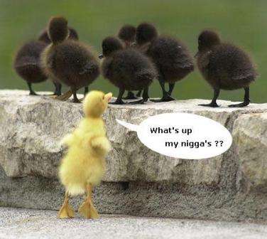 hahahahahahaha
