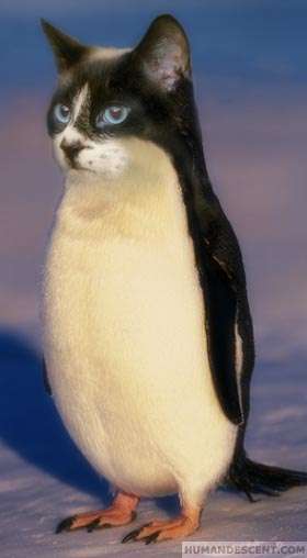 penguicat