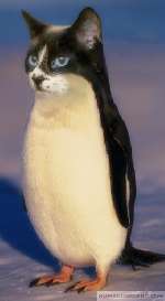 penguicat