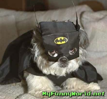 Bat dog!