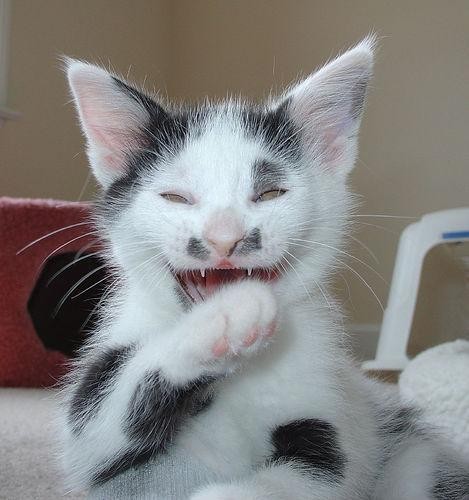 vampire cat