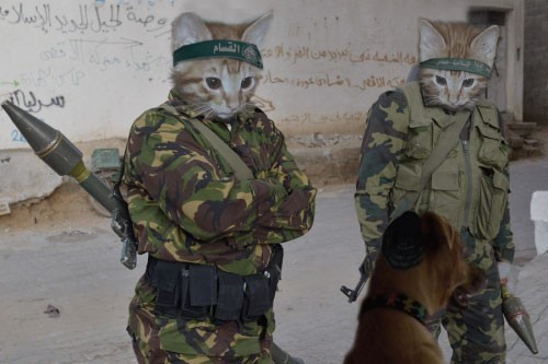 catternas och hundarnas  irak