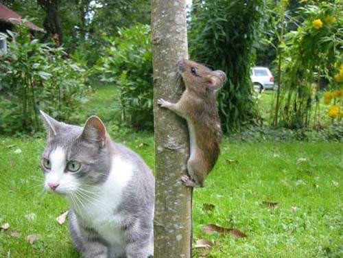 where did that mouse go