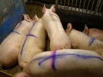 swe pigs swe pigs swe pigs!!!!!!