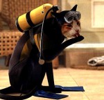 scooba cat