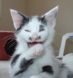 vampire cat