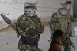 catternas och hundarnas  irak