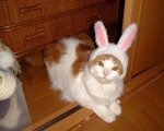 katte gick ditåt
