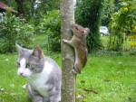 where did that mouse go