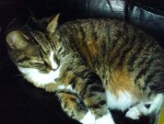 min katt