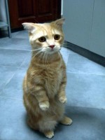 söt katt