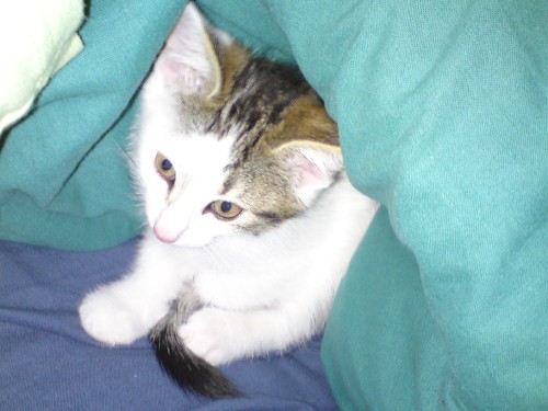 Bara för att jag har en söt katt :3
