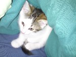 Bara för att jag har en söt katt :3