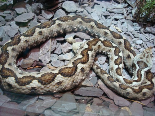 universeum