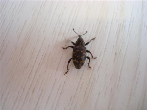 Denna lilla bagge är mindre än minst. var på vårt köksbord