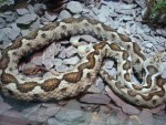 universeum
