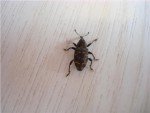 Denna lilla bagge är mindre än minst. var på vårt köksbord
