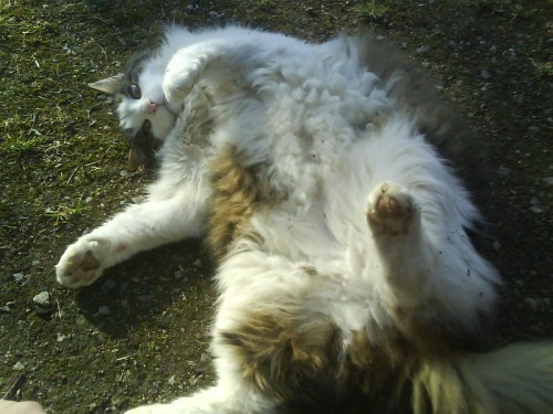 snygg katten "solar"