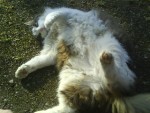 snygg katten "solar"