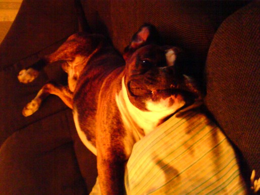 Min hund i soffan II