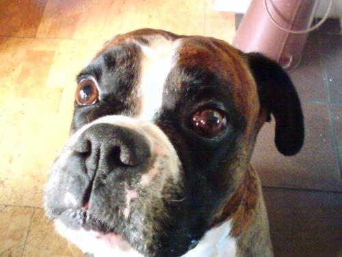 Min hund