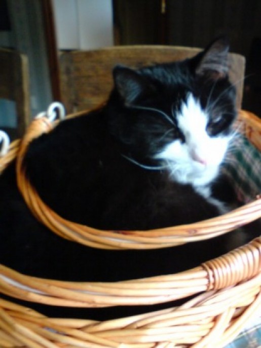 Min katt i korg ^^