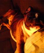 Min hund i soffan II