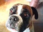 Min hund