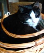 Min katt i korg ^^