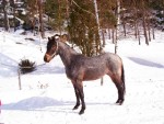 Bild av klimpo