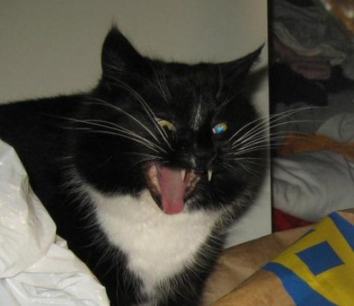 Bild av kattenfluga